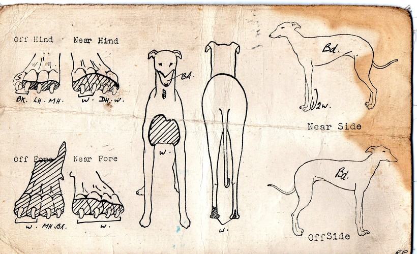 Celtic Park - Greyhound Racing - The Celtic Wiki Celtic Park - Greyhound Racing - The Celtic Wiki
